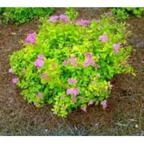 Barberry Goldmound Spirea 3gal