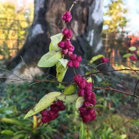 Coralberry - Symphoricarpos orbiculatus