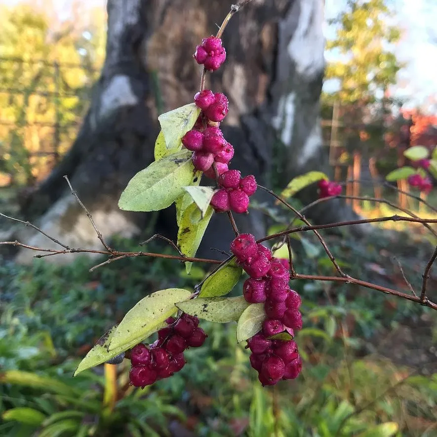 Coralberry - Symphoricarpos orbiculatus